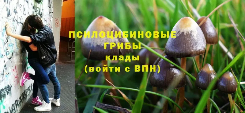 Псилоцибиновые грибы Magic Shrooms  Ковылкино 